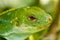 Portrait of male Fiji banded iguana Brachylophus fasciatus on