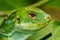 Portrait of male Fiji banded iguana Brachylophus fasciatus on