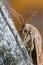 Portrait of male Fox Moth Macrothylacia rubi. Insect of the family Lasiocampidae resting on a trunk