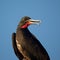 Portrait of male frigate bird