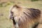 Portrait of a male gelada baboon