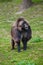 Portrait of a male gelada baboon