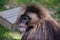 Portrait of a male gelada baboon