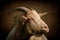 Portrait of Male Golden Guernsey Goat