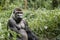 Portrait of a male gorilla, close-up. Male gorilla in natural conditions