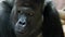 Portrait of male gorilla, silver backed male gorilla.