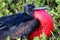 Portrait of male Great Frigatebird