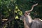 Portrait of male greater kudu antelope