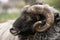 Portrait of a male "Heidschnucke", a sheep with round horns and slow fur, in front of a green background in nature