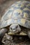 Portrait of a male Hermann`s tortoise
