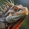 Portrait of a male iguana (Iguana iguana)