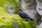 Portrait of a male inca tern on a rock, coastal bird from America, near threatened animal specie