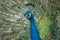 Portrait of a male Indian peafowl (Pavo cristatus) in courtship display in a park
