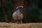 Portrait of a male Kalij pheasant from Sattal, Uttarakhand