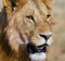 Portrait of a male lion. Kenya. Tanzania. Maasai Mara. Serengeti.