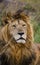 Portrait of a male lion. Kenya. Tanzania. Maasai Mara. Serengeti.