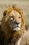 Portrait of a male lion. Kenya. Tanzania. Maasai Mara. Serengeti.