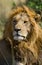 Portrait of a male lion. Kenya. Tanzania. Maasai Mara. Serengeti.