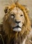 Portrait of a male lion. Kenya. Tanzania. Maasai Mara. Serengeti.