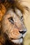 Portrait of a male lion in the Masai Mara