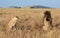 Portrait of male lion, Panthera leo, of the Sand River or Elawana Pride, from behind sitting with lioness in African landscape