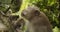 Portrait of a male macaque monkey sitting on a wooden railing in forest with other monkeys playing in the background