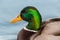 Portrait Of Male Mallard Duck