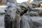 Portrait of male Markhor Capra falconeri - national animal of