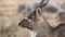 Portrait of Male Mountain Nyala