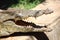 Portrait of a male nile crocodile resting close to the river\'s side in Luxor, Egypt