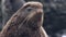 Portrait of male northern fur seal animal.