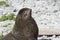 Portrait of a male northern fur seal sleeping under the summer s