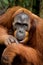 Portrait of a male orangutan. Close-up. Indonesia. The island of Kalimantan (Borneo).