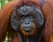 Portrait of a male orangutan. Close-up. Indonesia. The island of Kalimantan (Borneo).