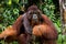 Portrait of a male orangutan. Close-up. Indonesia. The island of Kalimantan Borneo.