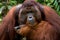 Portrait of a male orangutan. Close-up. Indonesia. The island of Kalimantan Borneo.
