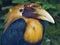 Portrait of male Papuan hornbill