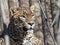 Portrait of male Persian Leopard, Panthera pardus saxicolor