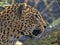 Portrait of male Persian Leopard, Panthera pardus saxicolor