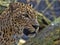 Portrait of male Persian Leopard, Panthera pardus saxicolor