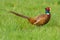 Portrait of a male pheasant