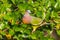 Portrait of Male Pink-necked Green Pigeon