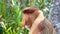 Portrait of Male Proboscis monkey, Labuk Bay, Sabah, Borneo, Malaysia