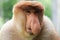 Portrait of Male Proboscis Monkey Nasalis larvatus