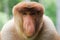 Portrait of Male Proboscis Monkey Nasalis larvatus