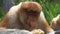 Portrait of Male Proboscis Monkey Nasalis larvatus Eating Food. Endangered Endemic Borneo Animal