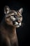 portrait of a male puma against dark background