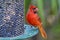 Portrait Of A Male Red Cardinal