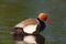 Portrait of male red-crested duck netta rufina