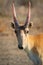 Portrait of male Saiga antelope or Saiga tatarica